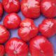 Tomate cœur de bœuf FRANCE