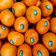 Clémentine Orri Jaffa ISRAEL