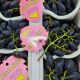 Raisin noir ITALIA
