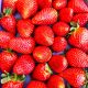 Fraise  plateau ESPAGNE 1KG