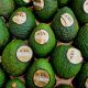 Avocat HASS ESPAGNE CAL 20