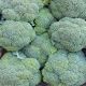 Brocoli Espagne