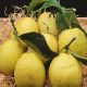 Citron Côte d'Azur non traité