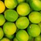 Citron vert LIME BRESIL