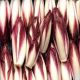 Endive rouge FRANCE 