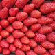 Fraise Gariguette  FRANCE plateau 