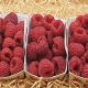 Framboise PORTUGAL