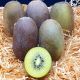 kiwi gold ITALIE 