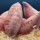Patate douce Rose Egypte