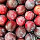 Prune rouge AFRIQUE DU SUD