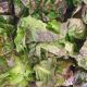 Salade Feuille de chêne 