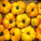 Tomate Ananas FRANCE