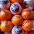Orange soculente ESPAGNE