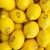 Citron Jaune ESPAGNE