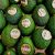 Avocat HASS ESPAGNE CAL 20