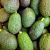 Mini Avocat HASS ESPAGNE X5