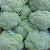 Brocoli Espagne