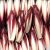 Endive rouge FRANCE 
