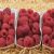 Framboise PORTUGAL