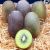 kiwi gold ITALIE 