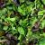 Mesclun  250g