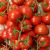 Tomate Grappe FRANCE